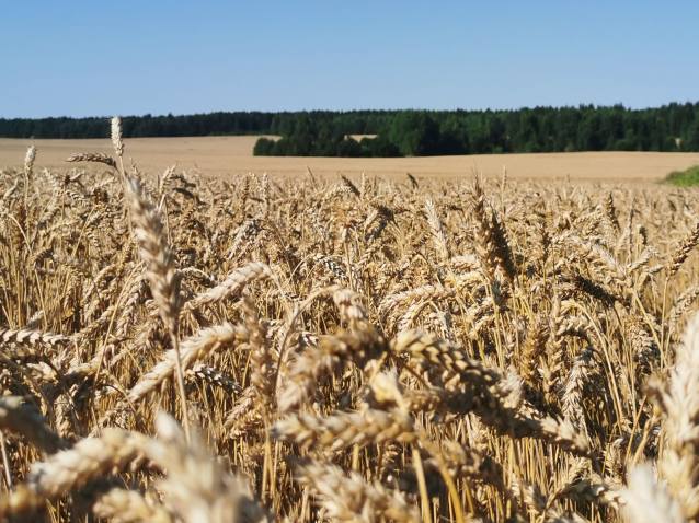 На субсидирование перевозок сельхозпродукции выделено более 9,7 млрд рублей