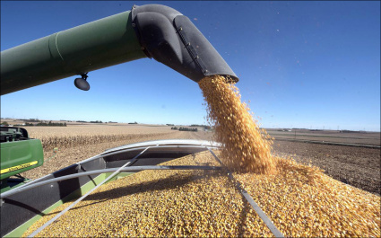 РЖД в текущем году прогнозирует рост перевозки зерна до 12%